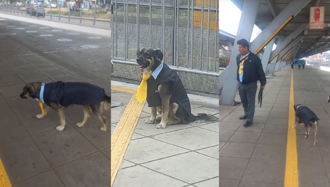 ¡Mi primera chamba! Perrito vestido como conductor del Metropolitano enamora en redes