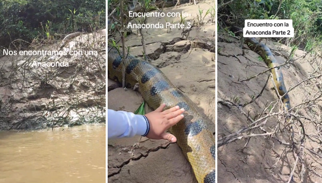 Encuentran gigantesca boa en la selva y miles quedan aterrorizados: “Qué miedo”