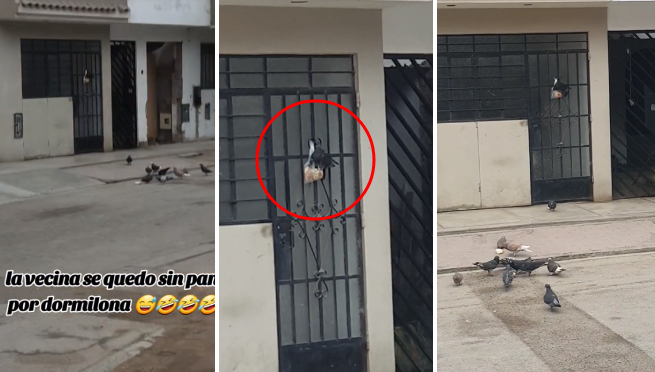 Palomas se roban pan de la puerta de una vecina y usuarios reaccionan: “Ya no se puede con esta delincuencia”