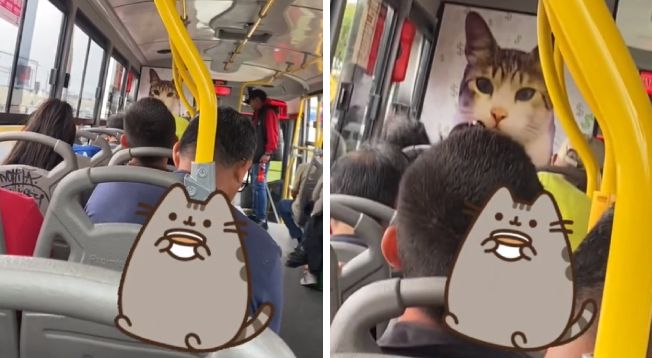 Chofer pega un póster gigante de su gato y sorprende a sus pasajeros: “El michi vigilante”