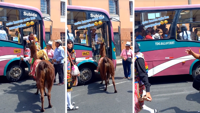 Peruano sube con su llama a bus y sorprende a pasajeros: “El chofer es pet friendly”