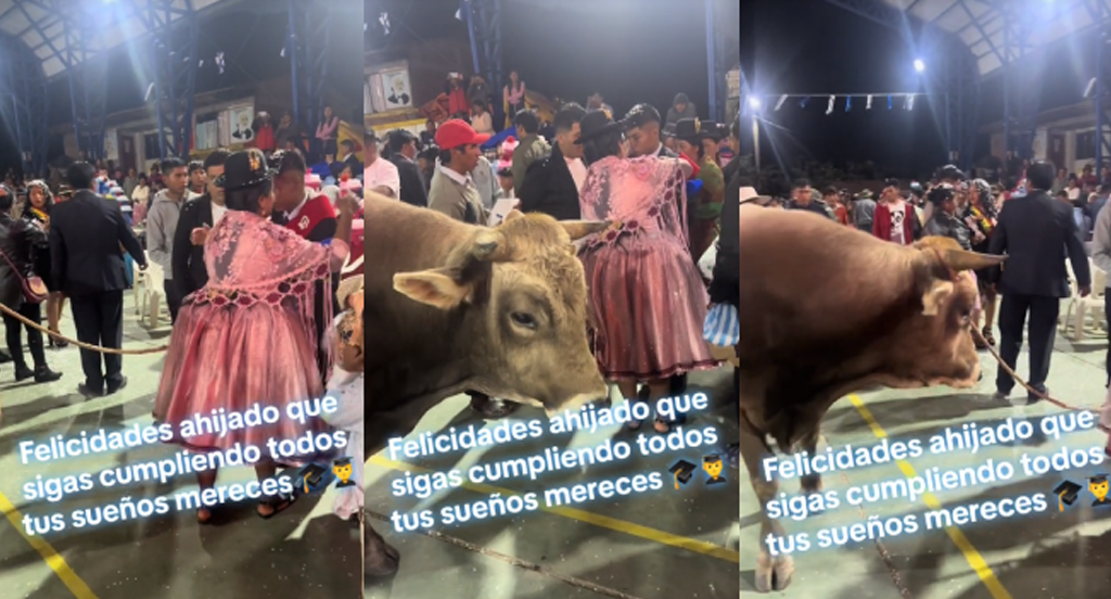 Madrina le regala un toro a su ahijado en su fiesta de graduación y se vuelve viral: “Qué buen regalo”
