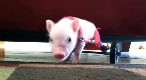 Video: Cerdito discapacitado llama la atención en las redes sociales