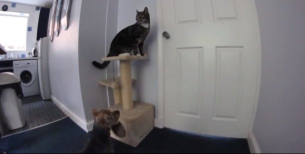 Un gato y un perro hacen de las suyas cuando sus dueños no están – VIDEO