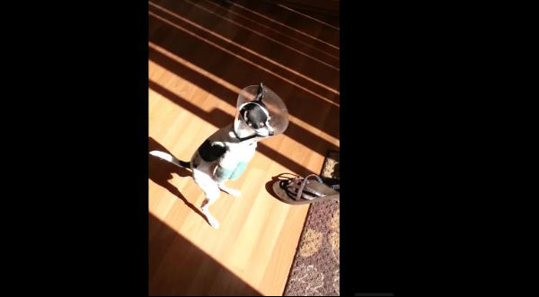 ¡Asombroso! Checa al perrito que camina como humano – VIDEO