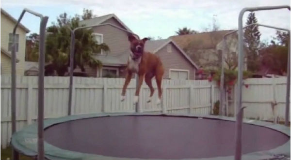 Mira a estos graciosos animales saltando en un trampolín – VIDEO
