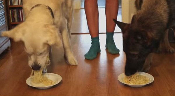 Concurso de glotones entre perros. ¡No te lo pierdas! – VIDEO
