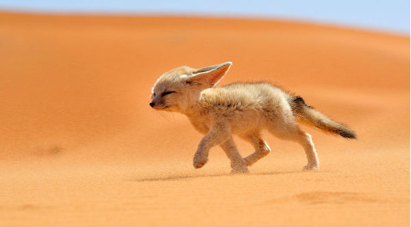 Conoce a las cinco especies de zorros más bellas que existen – FOTOS