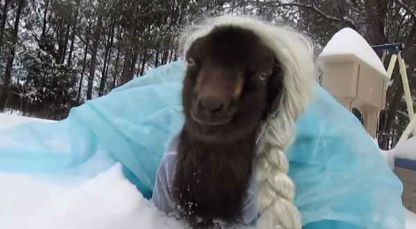 ¡Gran actriz! Mira a una cabra disfrazada de Elsa de ‘Frozen’ – VIDEO