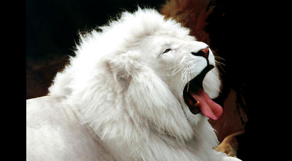 Conoce a los animales más caros del mundo – FOTOS