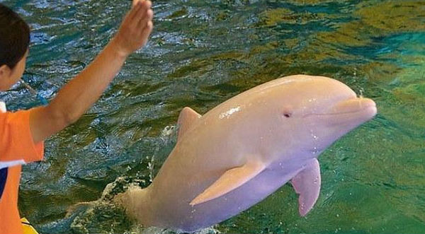 ¡Insólito! Raro delfín albino se vuelve rosado según sus emociones – FOTOS