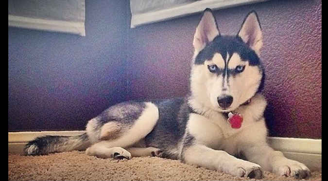 ¡No creerás la cara que puso este perro cuando su dueño no le invitó una hamburguesa!