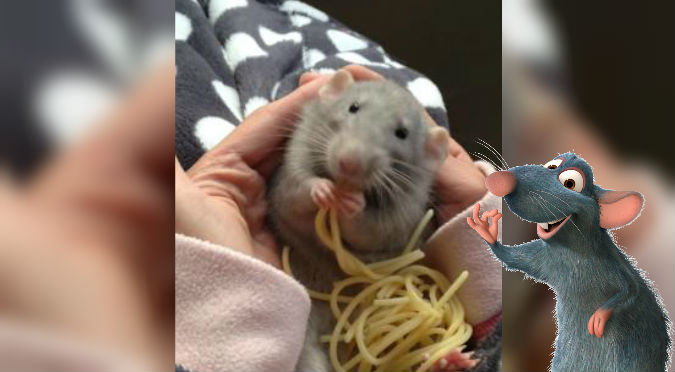 ¿Remy eres tú? Esta ratita comiendo fideos es lo más tierno que verás – VIDEO