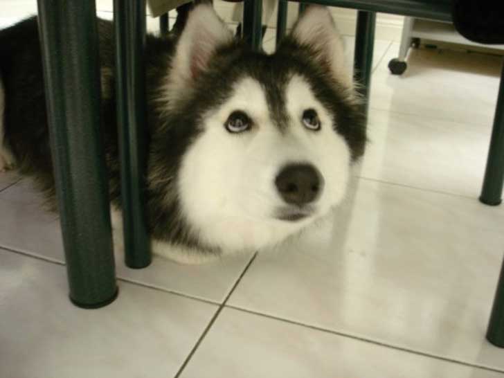 Este siberiano fue criado por gatos ¡y ahora no sabe cómo ser un perro!