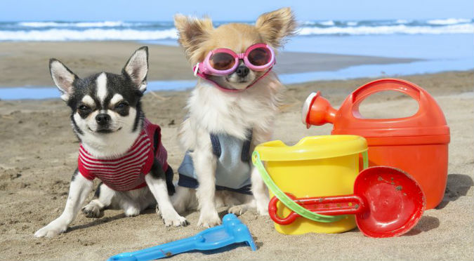 ¡Perritos al agua! Argentina tiene playa exclusiva para perros y humanos – VIDEO