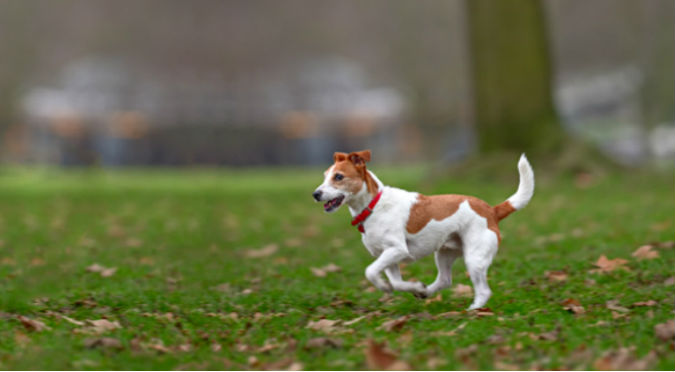 ¡Gran noticia! Colombia tendrá su primer Instituto de Bienestar Animal