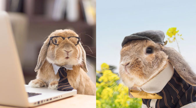 ¡Demasiado tierno! Conoce a PuiPui, el conejito más elegante del mundo – FOTOS