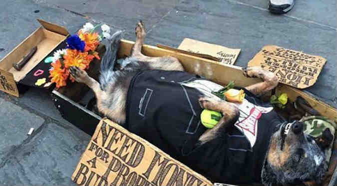 ¡Este perrito haciéndose el muerto para pedir limosna es lo más divertido que verás!