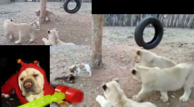 Facebook:  Un perro se enfrentó a tres leones y este fue el resultado – VIDEO