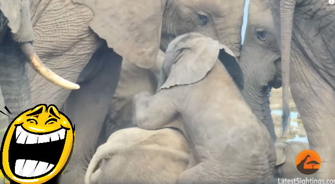 YouTube: Pequeño elefante jugaba con su familia y de pronto …