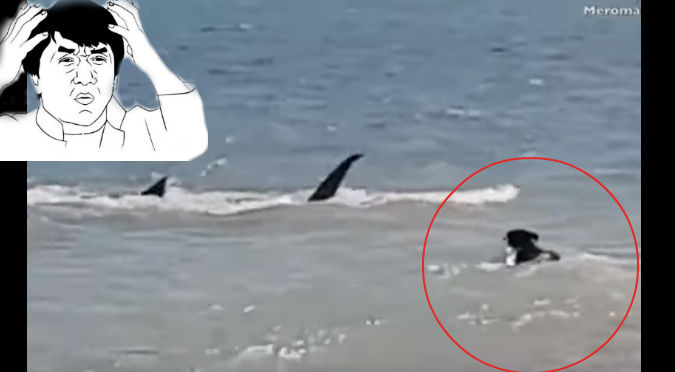 YouTube: Perro fue acorralado por tiburones cuando jugaba en el mar y …