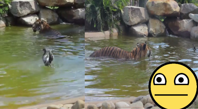 Facebook: Pato se enfrentó a un tigre y esto hizo para ganarle – VIDEO