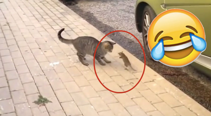 YouTube: Rata ninja trató de vencer a este gato, pero … ¡WTF!