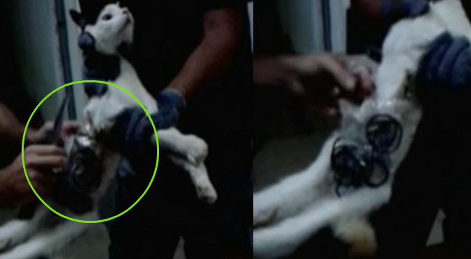 YouTube: Atrapan gato entrenado para llevar celulares a la cárcel