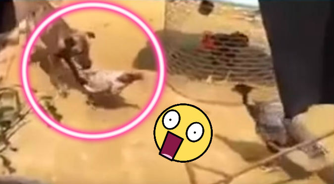 Perros separan a dos gallos que peleaban a muerte (VIDEO)