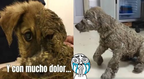 Así luce el perrito que fue ahogado en pegamento por unos niños (VIDEO)