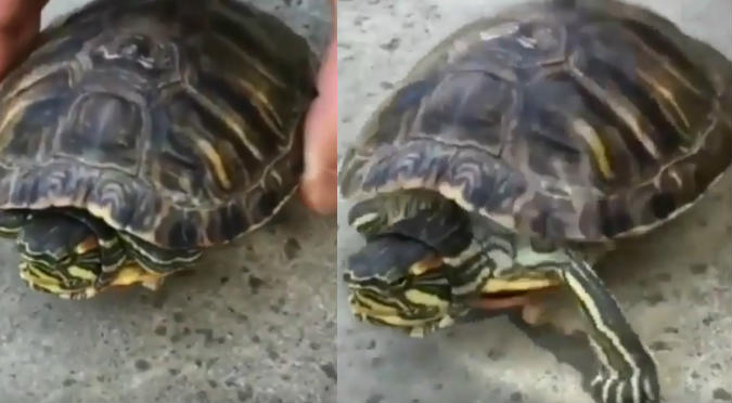 Tortuga desafía a la ciencia y encuentra la forma de andar más rápido