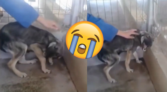 Perro que era maltratado reaccionó así la primera vez que fue acariciado (VIDEO)