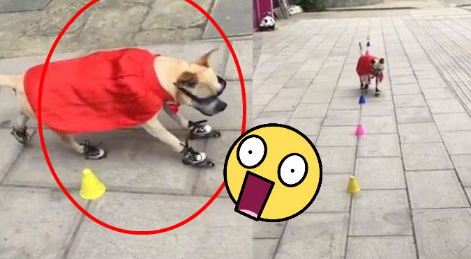 Perrito demuestra su habilidad con los patines y se vuelve viral (VIDEO)