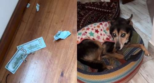 TikTok: Perrito se queda solo en casa y destruye los ahorros de su dueño