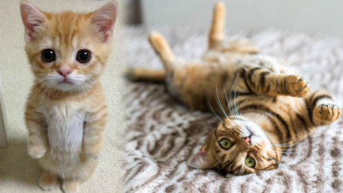 Día del Gato: ¿Por qué se celebra cada 8 de agosto y qué significa esta fecha para los amantes de los felinos?